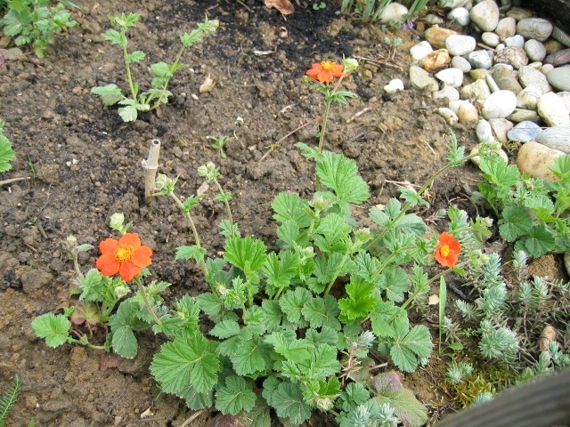Geum I
